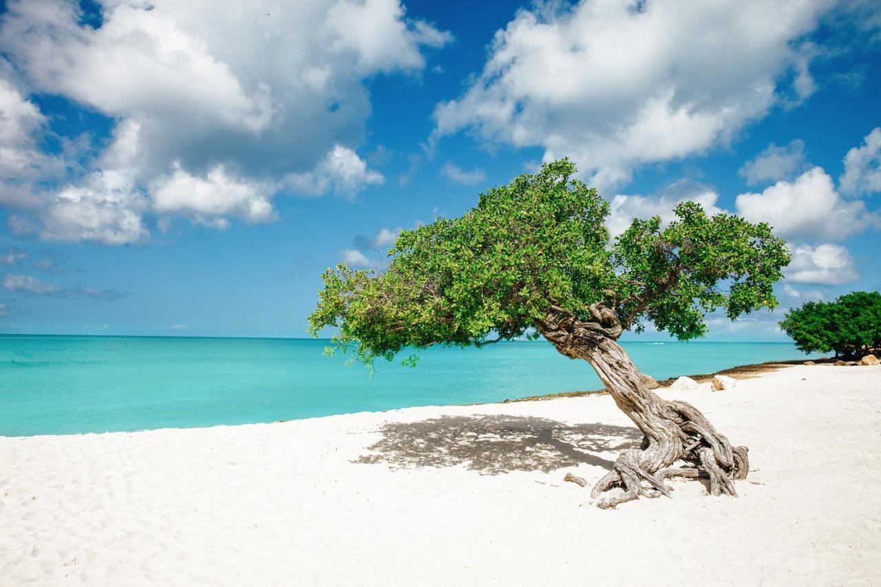 Hotel Marriott'S Aruba Surf Club Palm Beach Zewnętrze zdjęcie